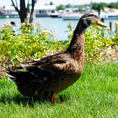 big beautiful domestic duck on a sunny day on green grass against the backdrop of a pond. farm. portrait of brown duck