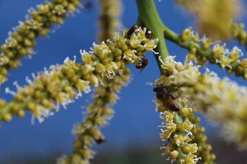 blooming willow branch