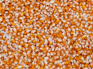 corn grains background