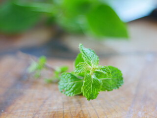 Fresh green spearmint on wooden, local thai herbal medical.