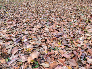 dry leaves background