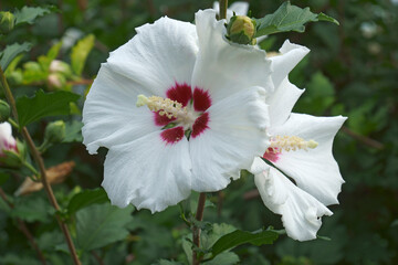Rose of Sharon (Hibiscus syriacus). Called Syrian ketmia and Rose mallow also