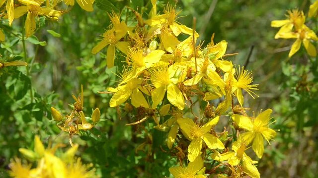St. John&acute;s Wort in blossom. Blooming yellow flowers on mountain at summer. Bunch of Hypericum perforatum on the meadow. Close up of perforate St John's-of on the field in nature. 
