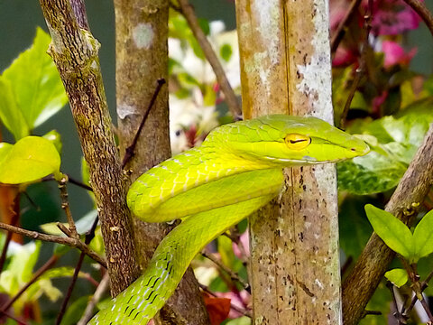 Green snake Scientific name Ahaetulla prasina in nature.