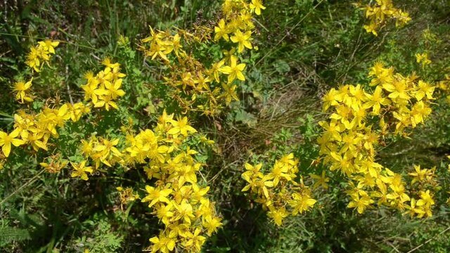 St. John&acute;s Wort in blossom. Blooming yellow flowers on mountain at summer. Bunch of Hypericum perforatum on the meadow. Close up of perforate St John's-of on the field in nature. 
