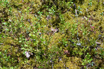 Fototapeta premium Blueberry bushes on green moss.