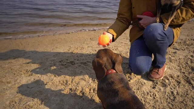 Subject lot pets, dog lover on walk. Adult, old elderly Caucasian woman with three dogs breed dachshund and hands toy terrier. owner plays with ball dog on beach near reservoir river lake in sunny