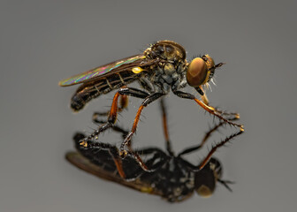 Small Robber Fly - Hadrokolos texanus on grey background