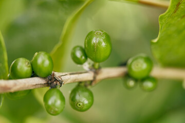 Close up unripe coffee beans in coffee branches