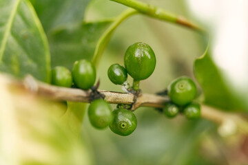 Close up unripe coffee beans in coffee branches