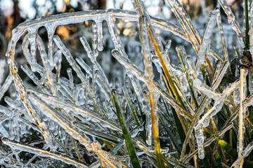 Ice Covering Plants after a Cold Night in Autumn, WA