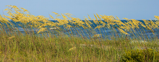 Sea oats panorama