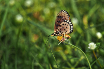 Butterfly in the grass field