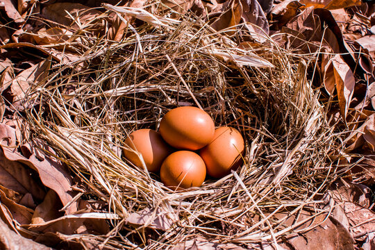 Chicken egg in the nest with dry leaves in the background. This nest is a natural chicken nest.