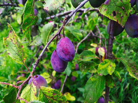 Two ripe plums on a branch.