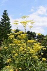 Golden lace (Patrinia scabiosifolia) is a Valerianaceae perennial plant that produces many yellow florets at the tips of stems in summer.