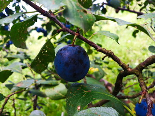 One ripe plum on a branch. Beautiful blue plum on the branch