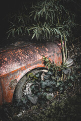 Old destroyed car with plants that over time were covering it.