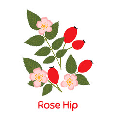 Rose hip. Vector Illustration EPS