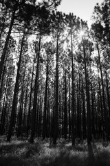 Fototapeta premium Abstract B&W angles of the Bushland