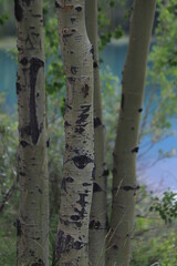 カナダのカナディアンロッキー、バンフ国立公園. ジャスパー国立公園