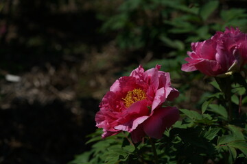 Pink Flower of Peony in Full Bloom
