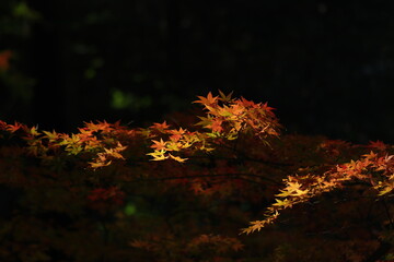 japanese maple that is flowing like a wave