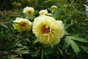 Light Yellow Flower of Peony in Full Bloom
