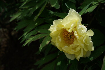 Light Yellow Flower of Peony in Full Bloom
