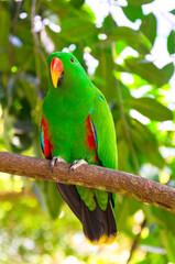 Eclectus Papagei