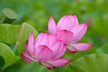東京上野の不忍池のピンク色のハスの花