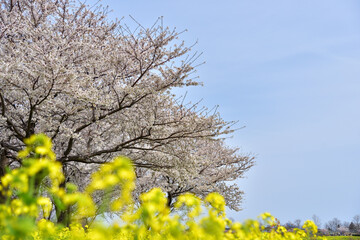 Fototapeta premium 桜と菜の花