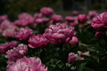 Double-petal, Light Pink Flower of Peony in Full Bloom
