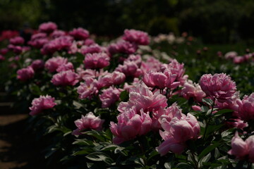 Double-petal, Light Pink Flower of Peony in Full Bloom
