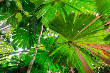 Obraz na płótnie Canvas Dschungel Hintergrundbild