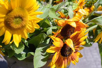 Farmers Market Sunflowers