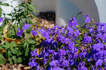 Bee and Flowers