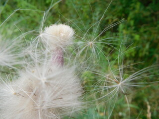 dandelion fluff close-up on a blurred background 