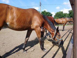chestnut horses eating hay in the paddock on a summer day