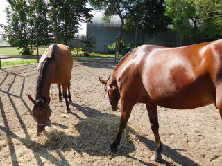 chestnut horses eating hay in the paddock on a summer day