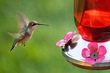 Hummingbird Approaching a Feeder in the Garden