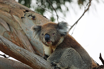 Fototapeta premium Koala - Kennett River, Victoria, Australia