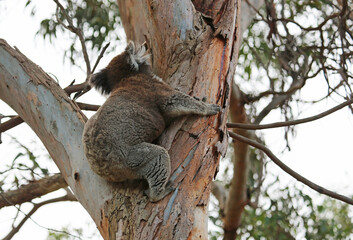 Koala climbing- Kennett River, Victoria, Australia