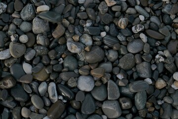 The background is from sea wet pebbles, in gray color, of different tones.