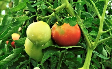 雨上がりのトマト