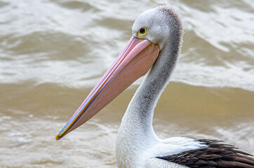 Pelican Side On