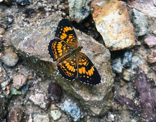 Macro orange and black Silvery Checkerspot Chlosyne nycteis on rocks