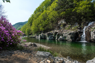 Fototapeta na wymiar Butiful Azalea Rhododendron flower in the deep valley stream.