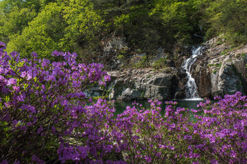 Naklejka premium Butiful Azalea Rhododendron flower in the deep valley stream.