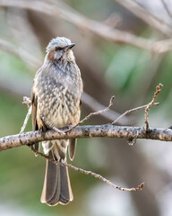 sparrow on a branch